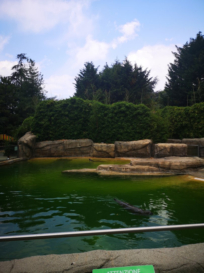 Harbour seal and another species (id please?)