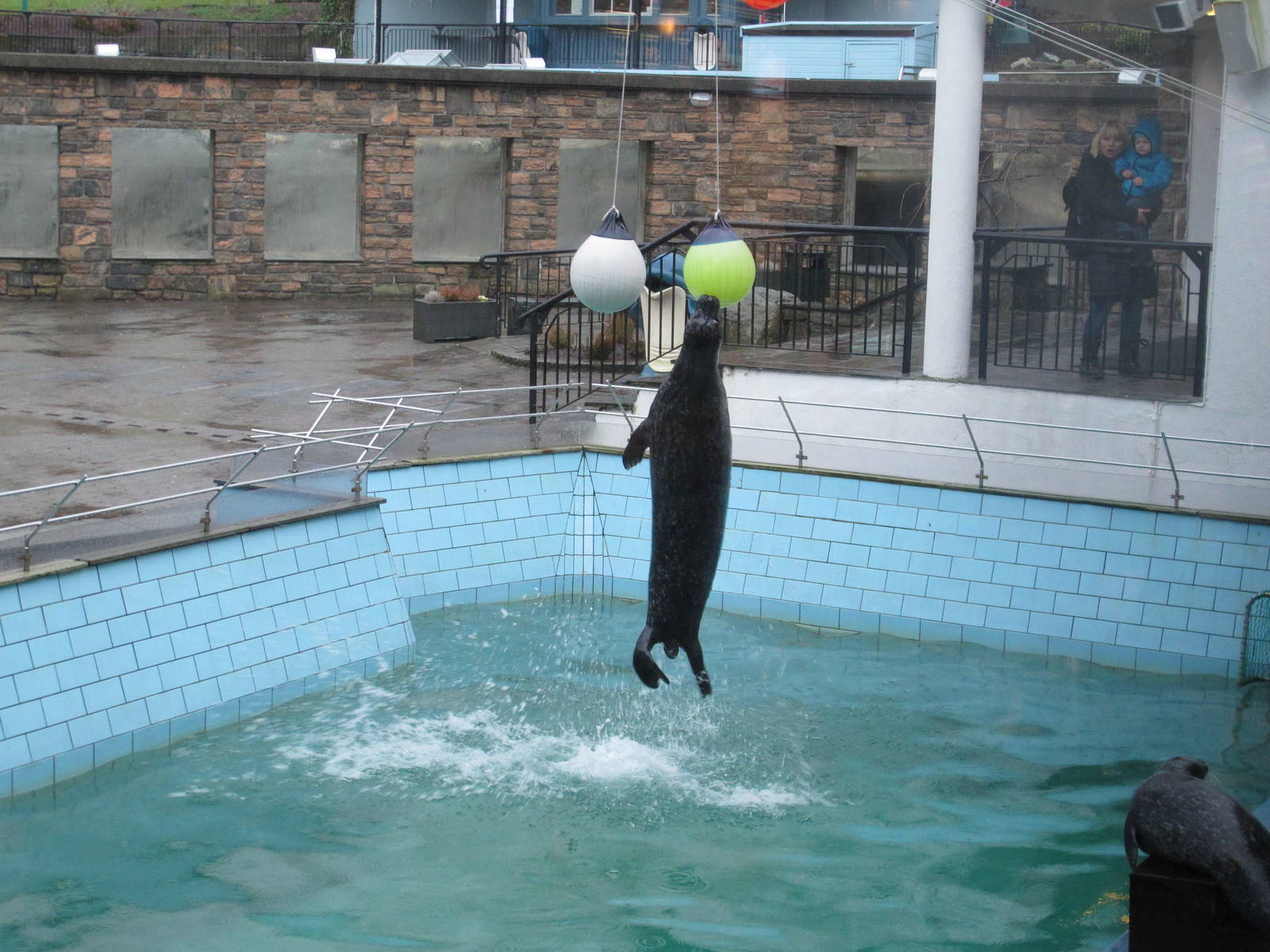 Harbour Seal - Bergen Akvariet 2012