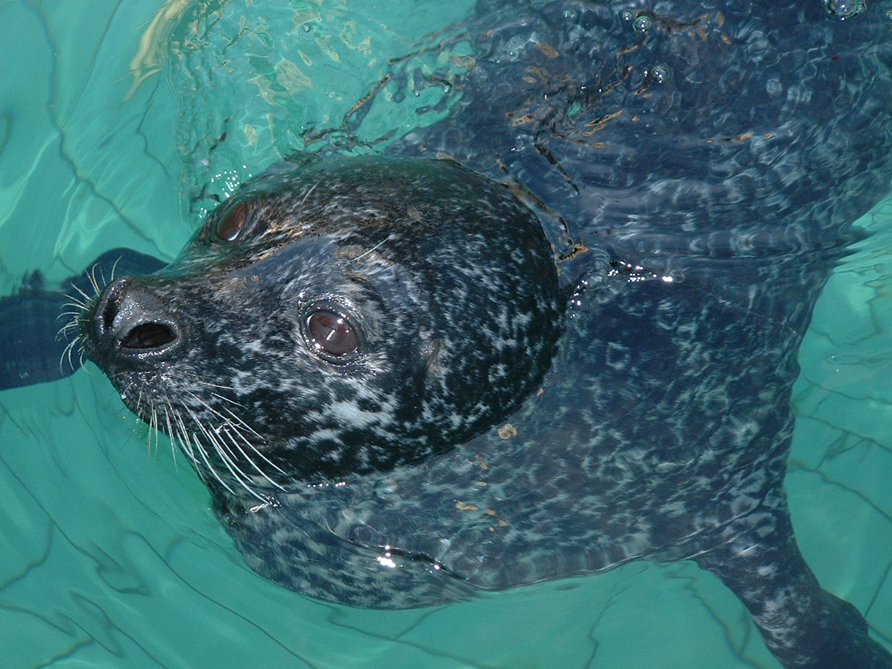 Harbour Seal - Bergen Aquarium Norway 2007