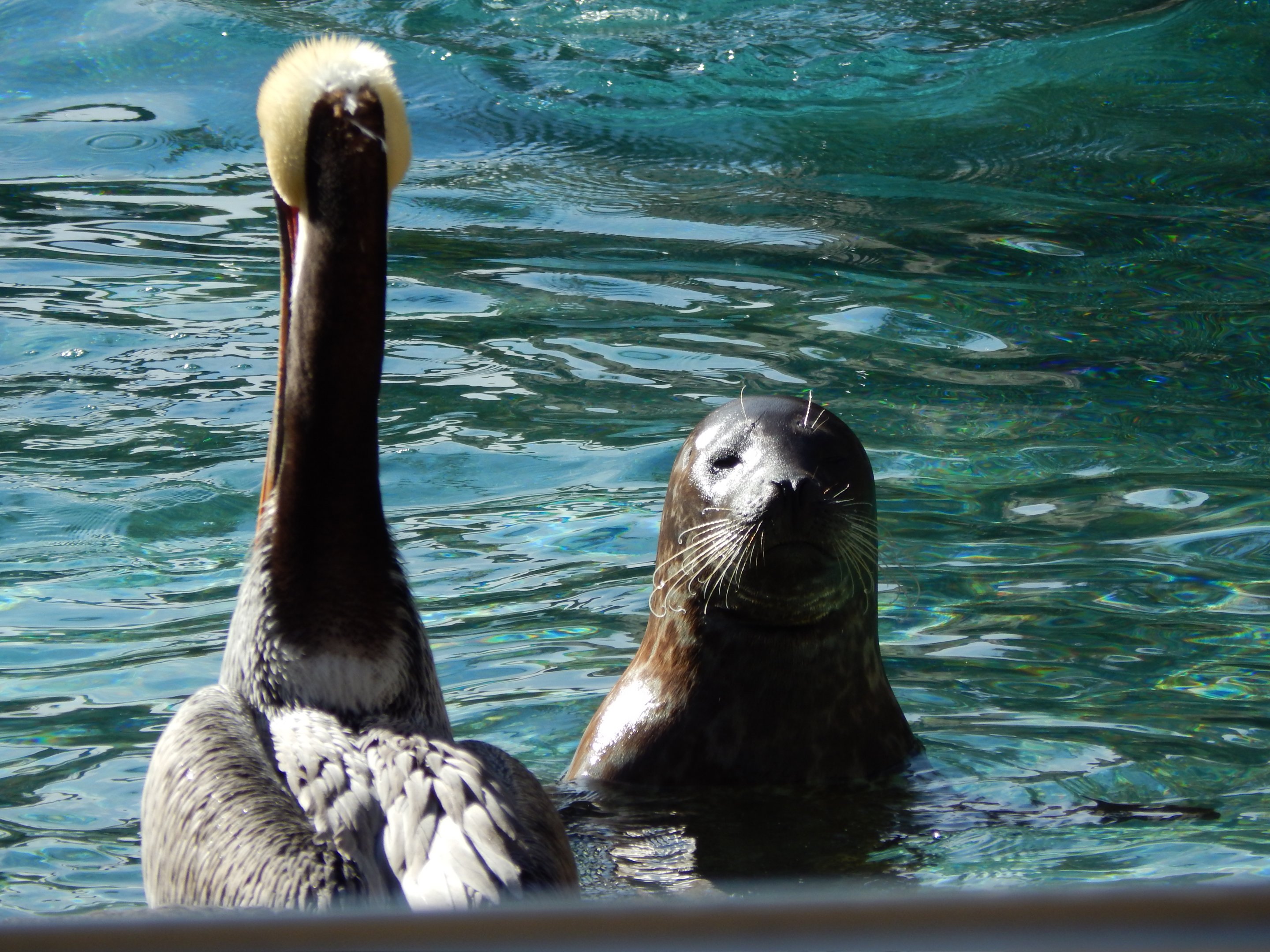 Harbour Seal & Brown Pelican