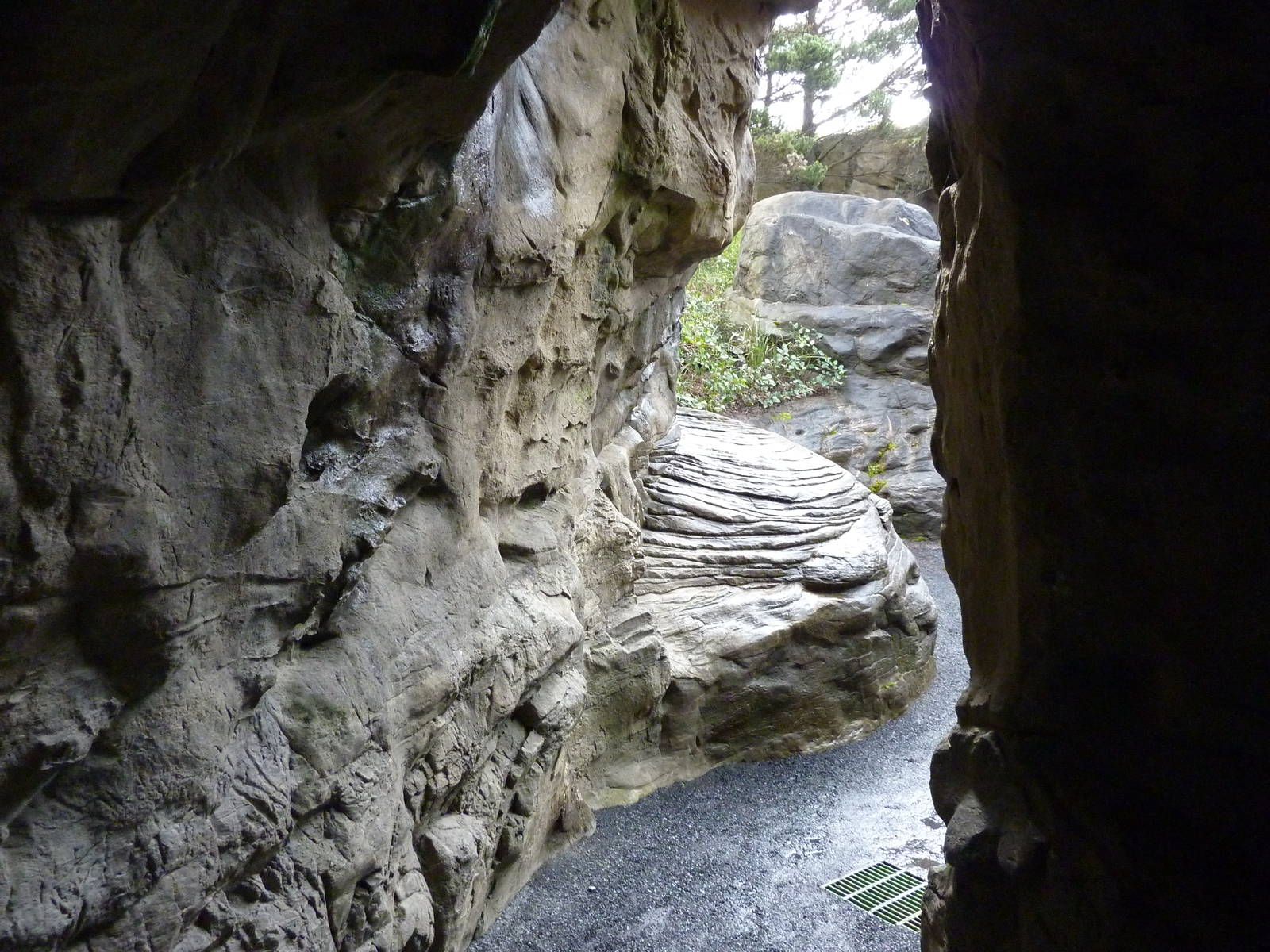 Harbour Seal/California Sea Lion Exhibit - Cave