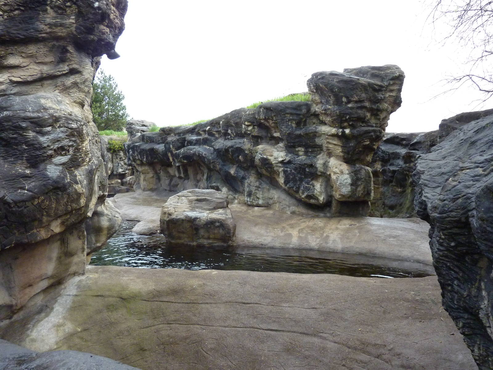 Harbour Seal/California Sea Lion Exhibit