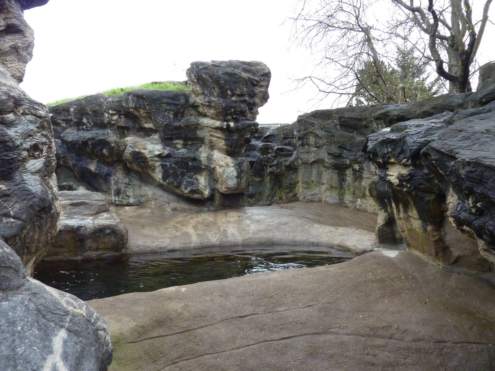 Harbour Seal/California Sea Lion Exhibit