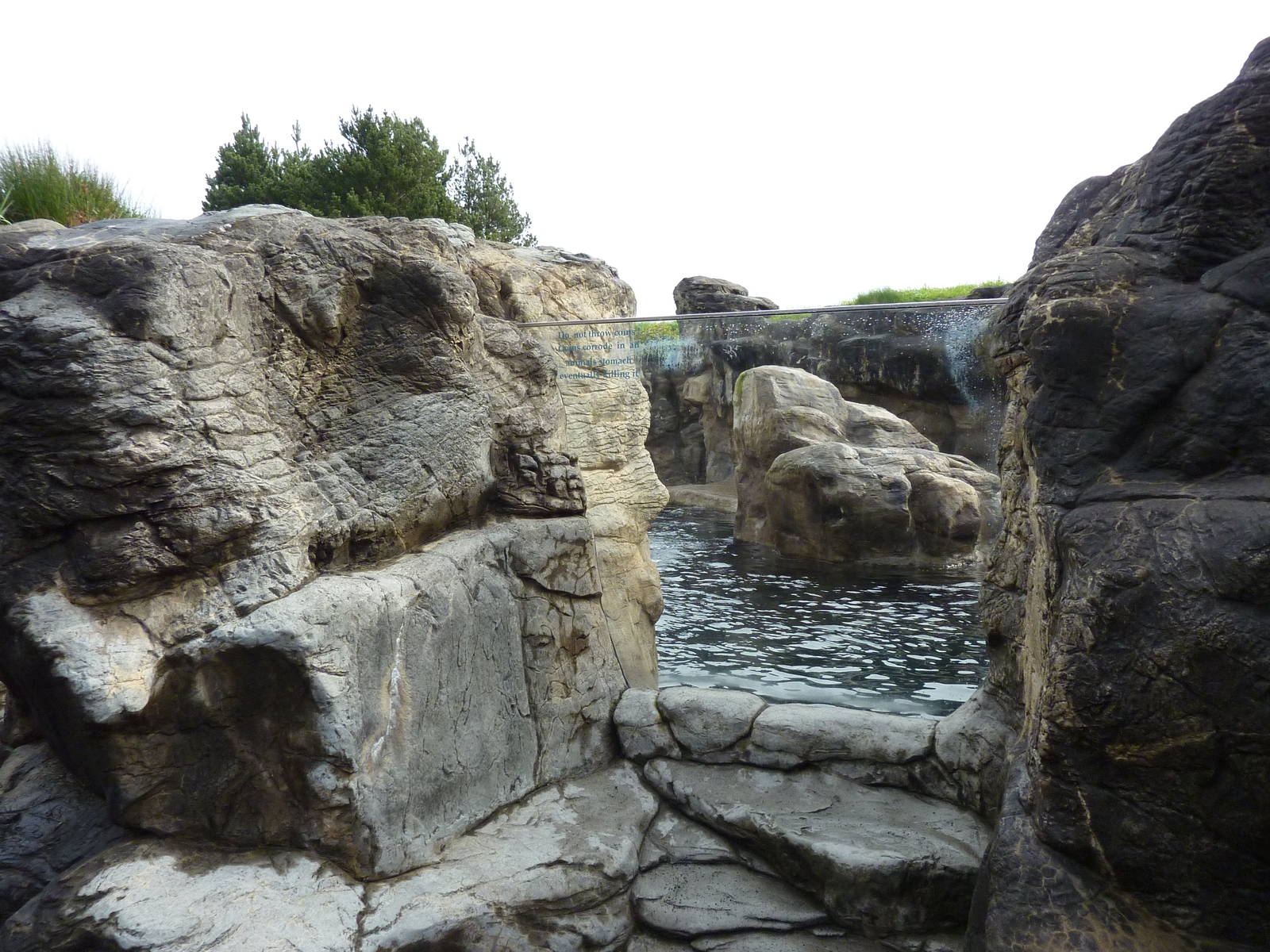 Harbour Seal/California Sea Lion Exhibit