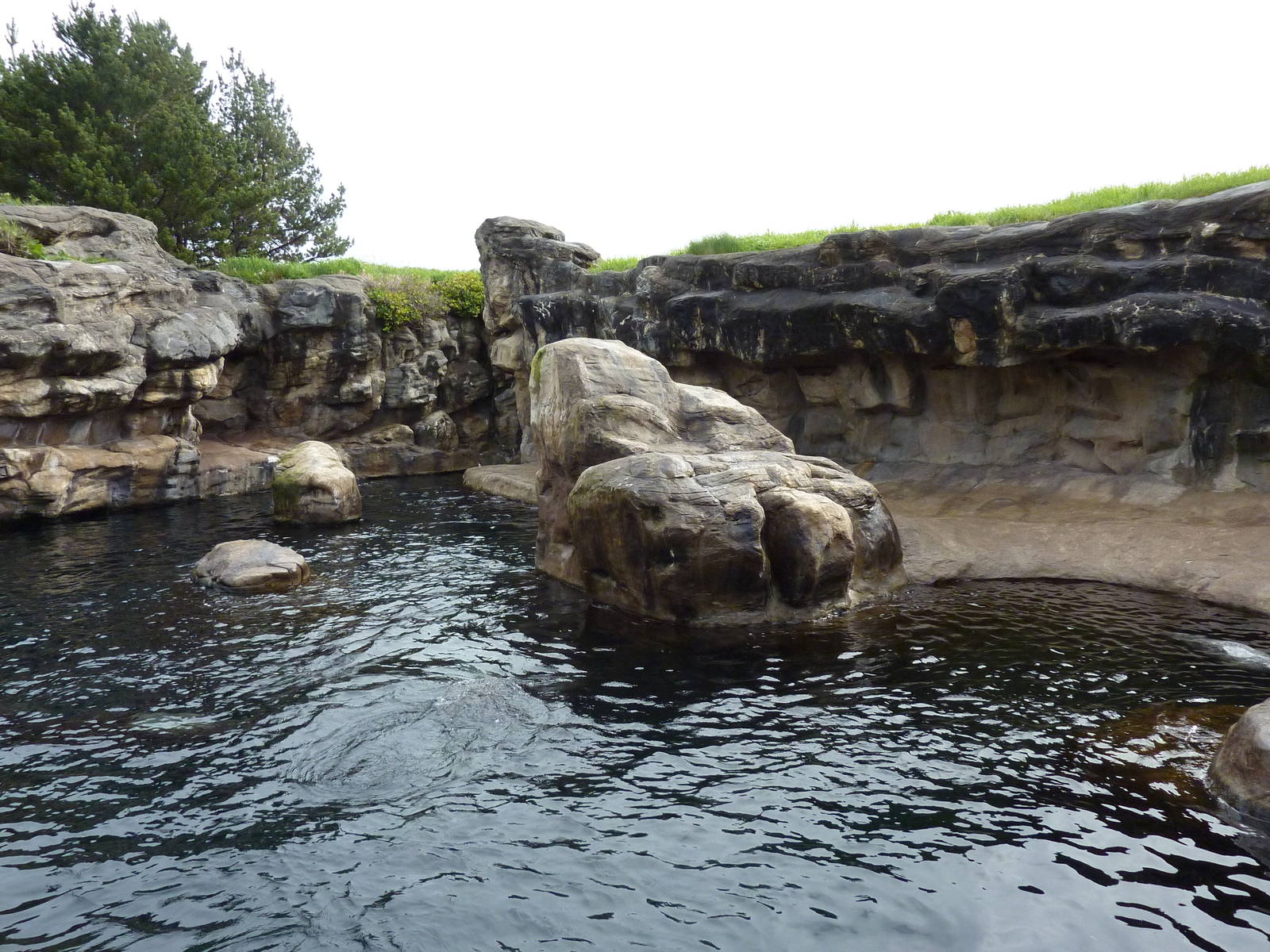 Harbour Seal/California Sea Lion Exhibit