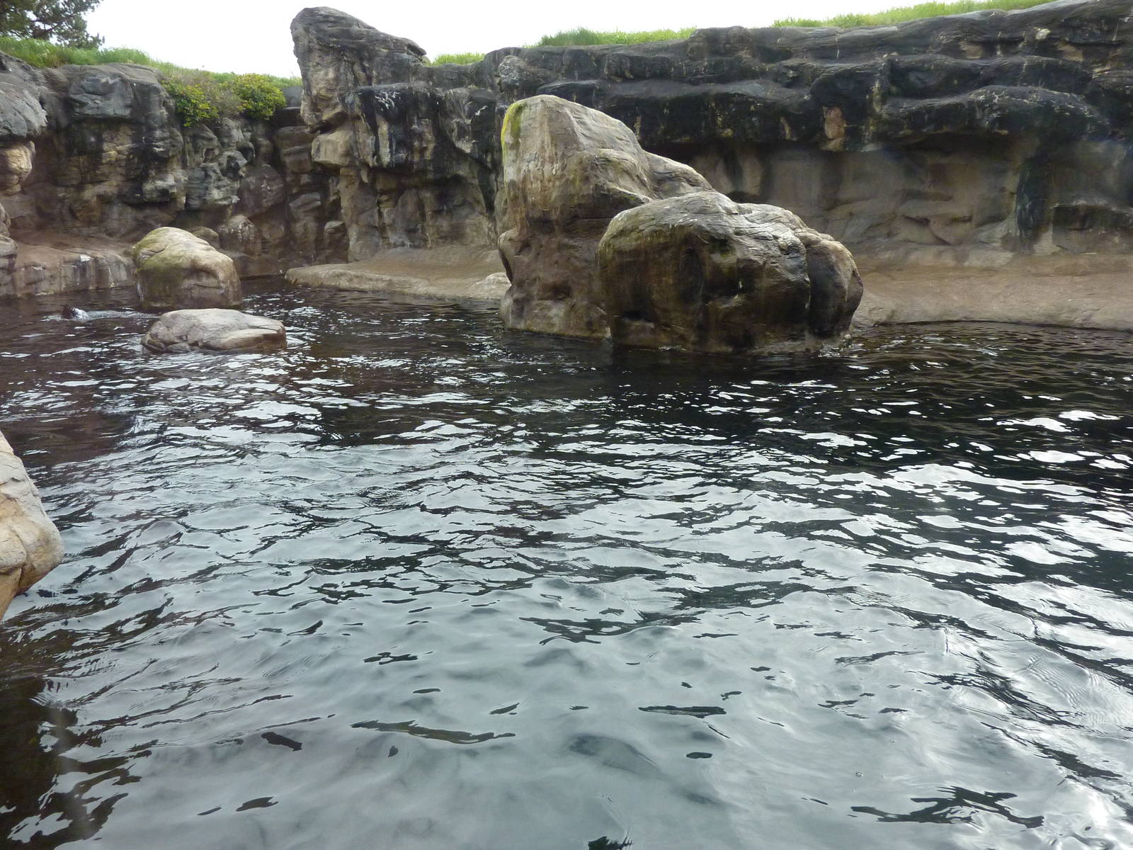 Harbour Seal/California Sea Lion Exhibit