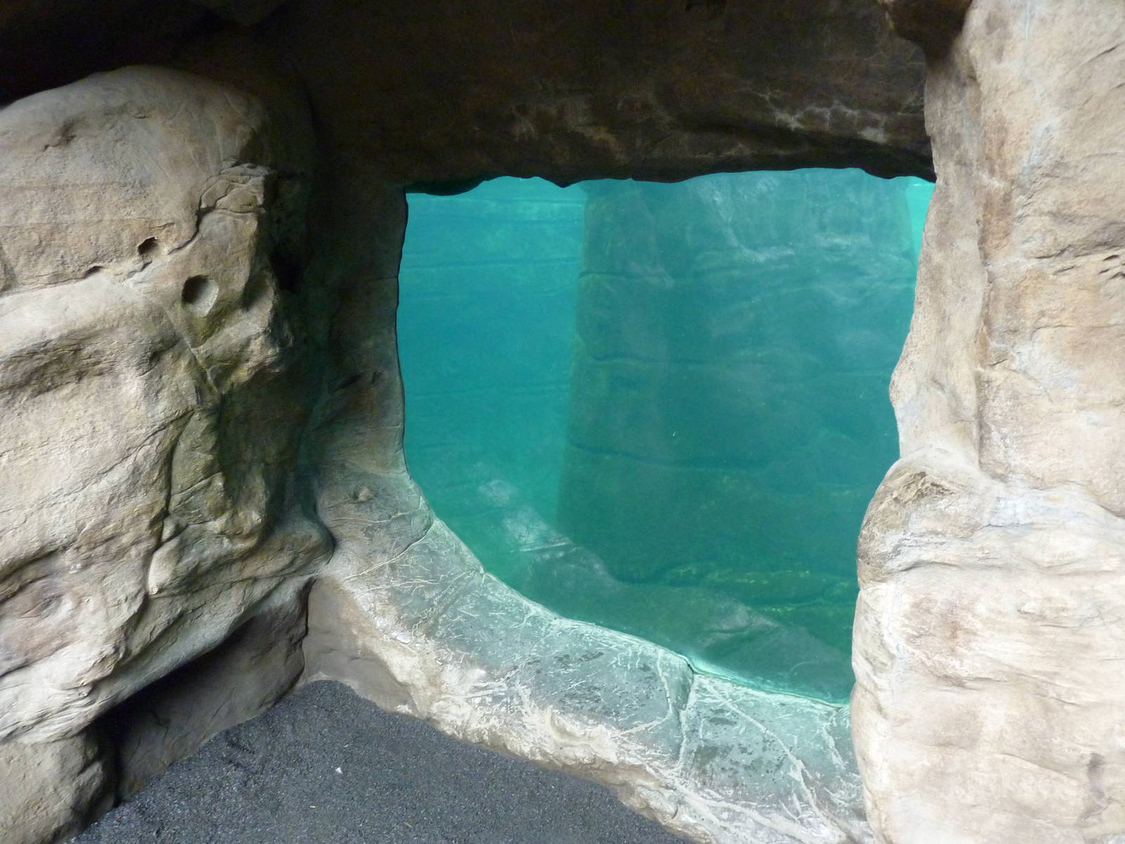 Harbour Seal/California Sea Lion Exhibit