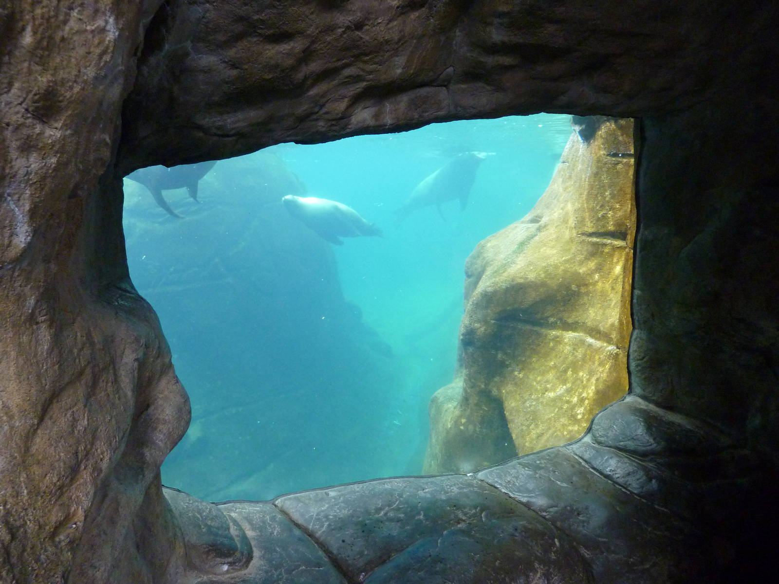 Harbour Seal/California Sea Lion Exhibit