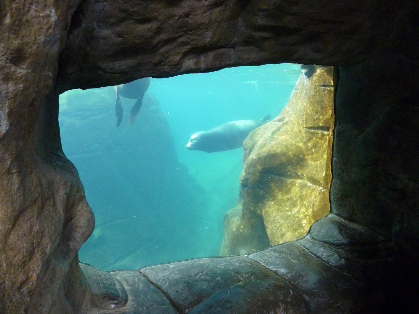 Harbour Seal/California Sea Lion Exhibit