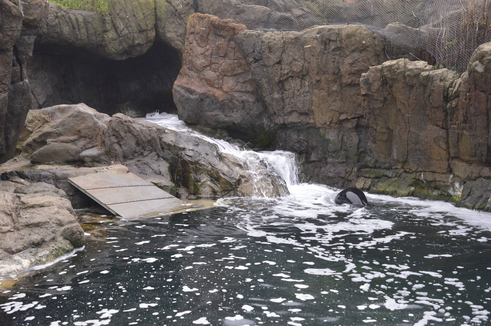Harbour Seal enclosure 021215