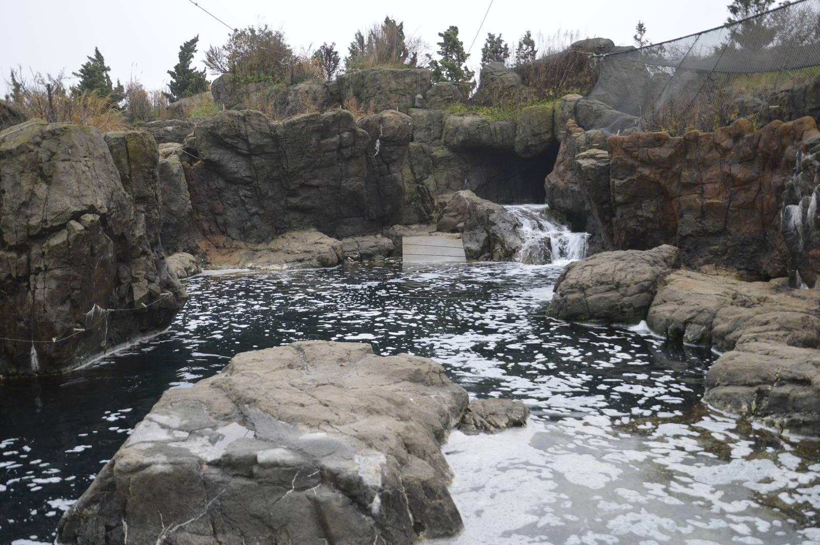 Harbour Seal enclosure 021215