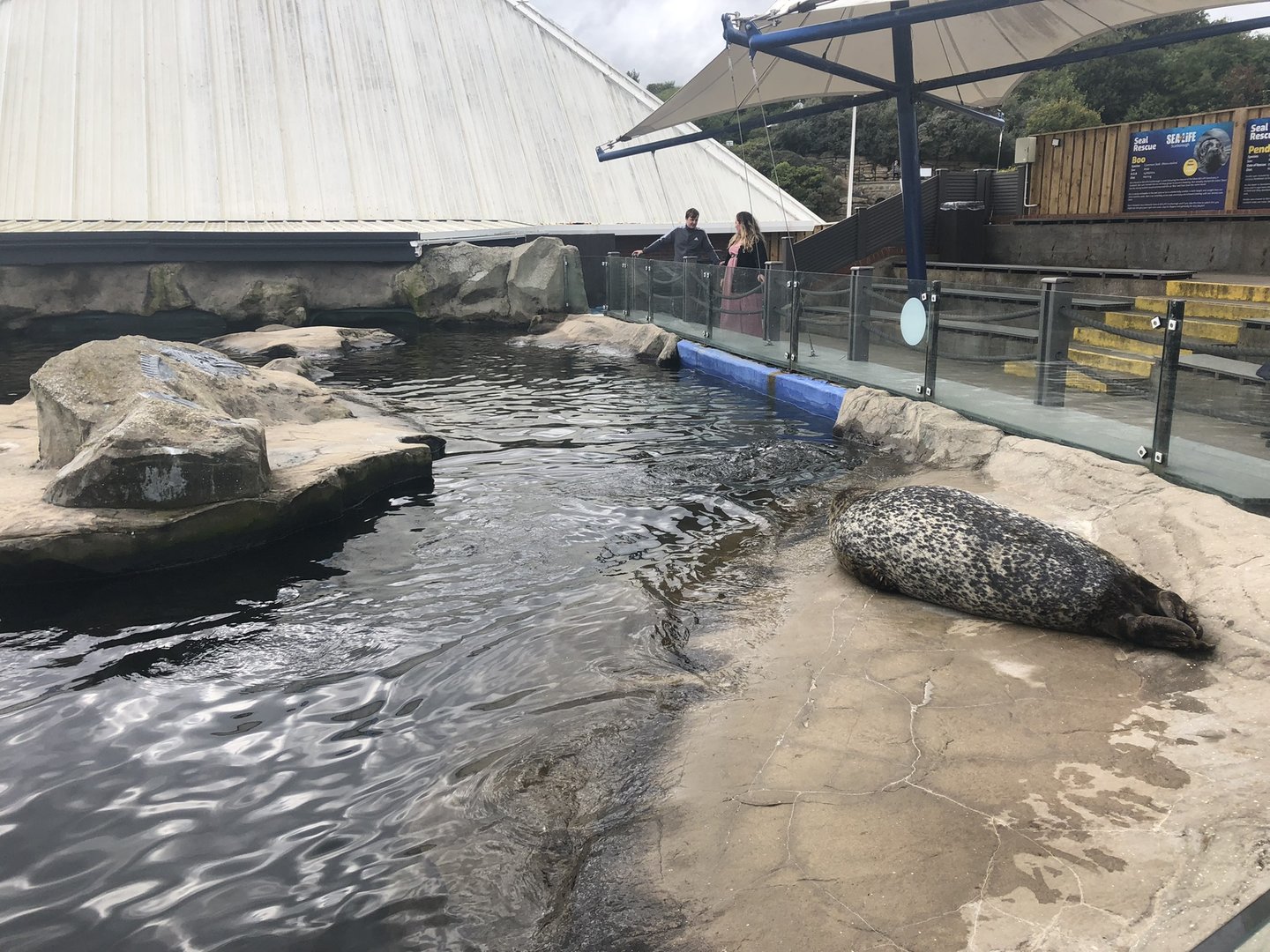 Harbour Seal Enclosure at SEA LIFE Scarborough (September 2022)