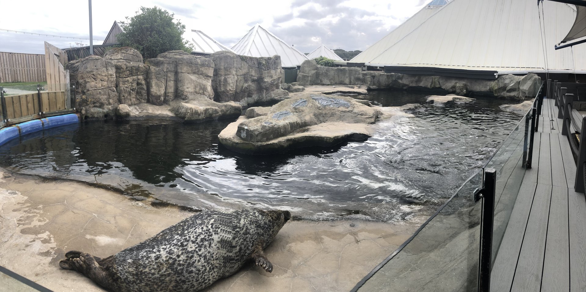 Harbour Seal Enclosure at SEA LIFE Scarborough (September 2022)