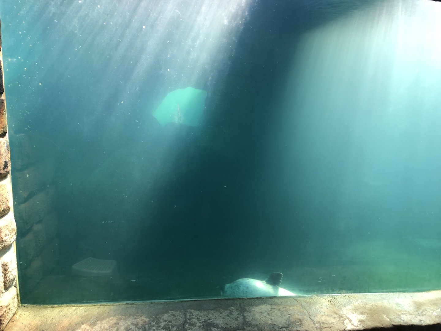 Harbour Seal Enclosure at Tynemouth Aquarium (2019)