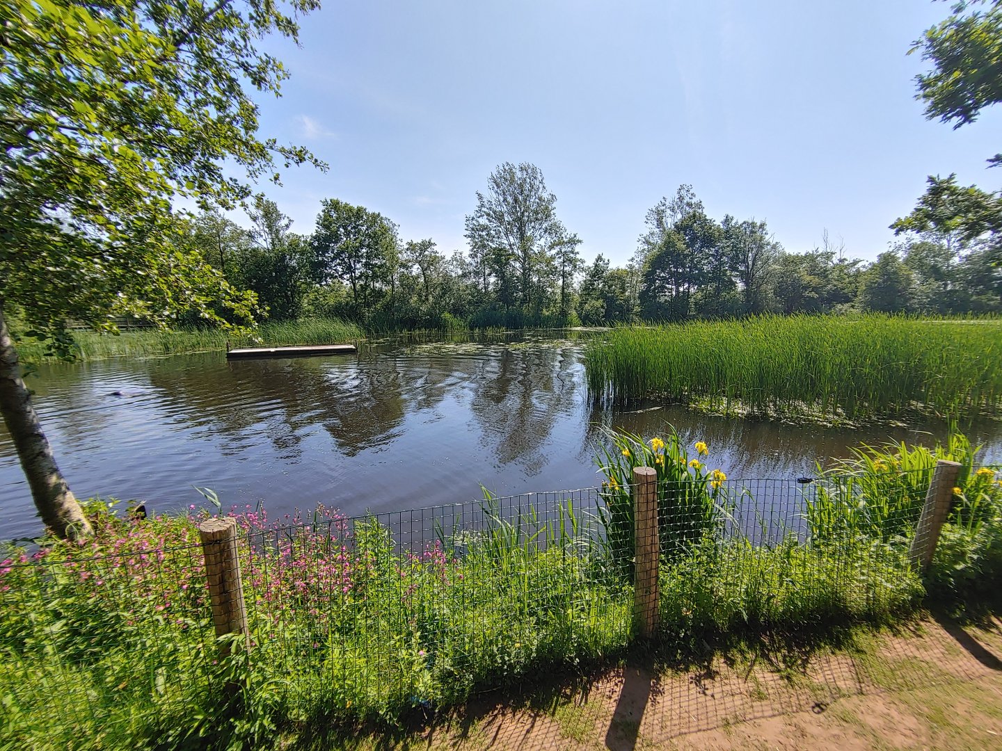 Harbour seal enclosure - viewing point near the Gibbon island