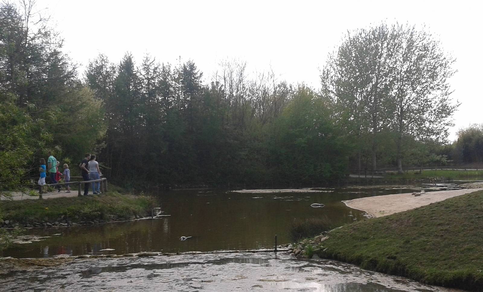 Harbour seal enclosure
