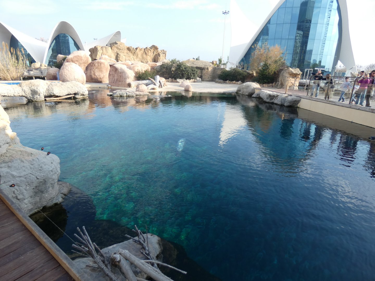 Harbour Seal enclosure