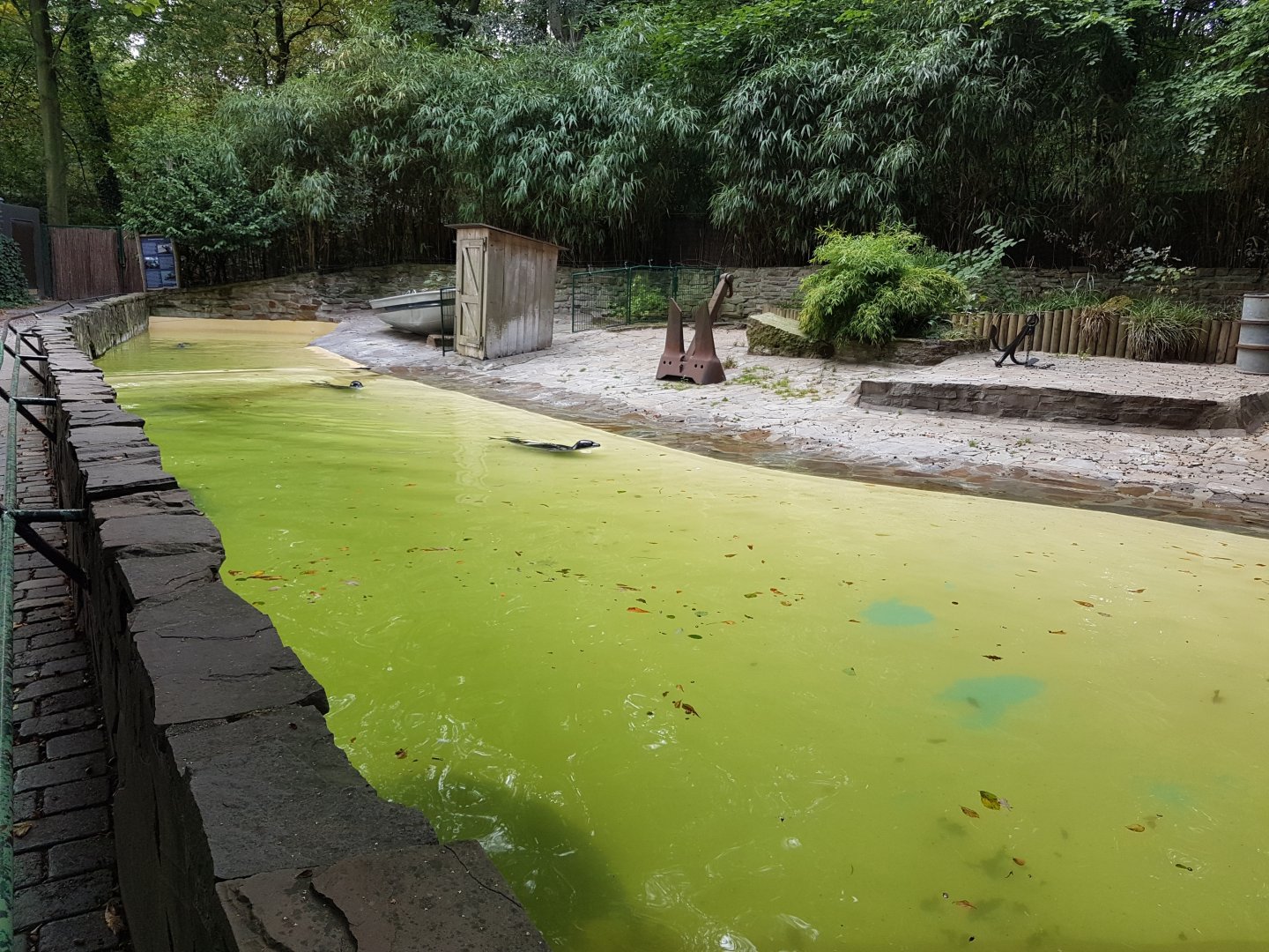 Harbour seal-enclosure