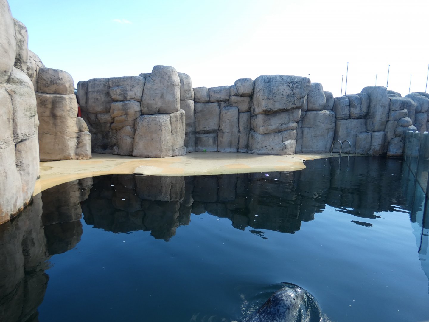 Harbour seal enclosure