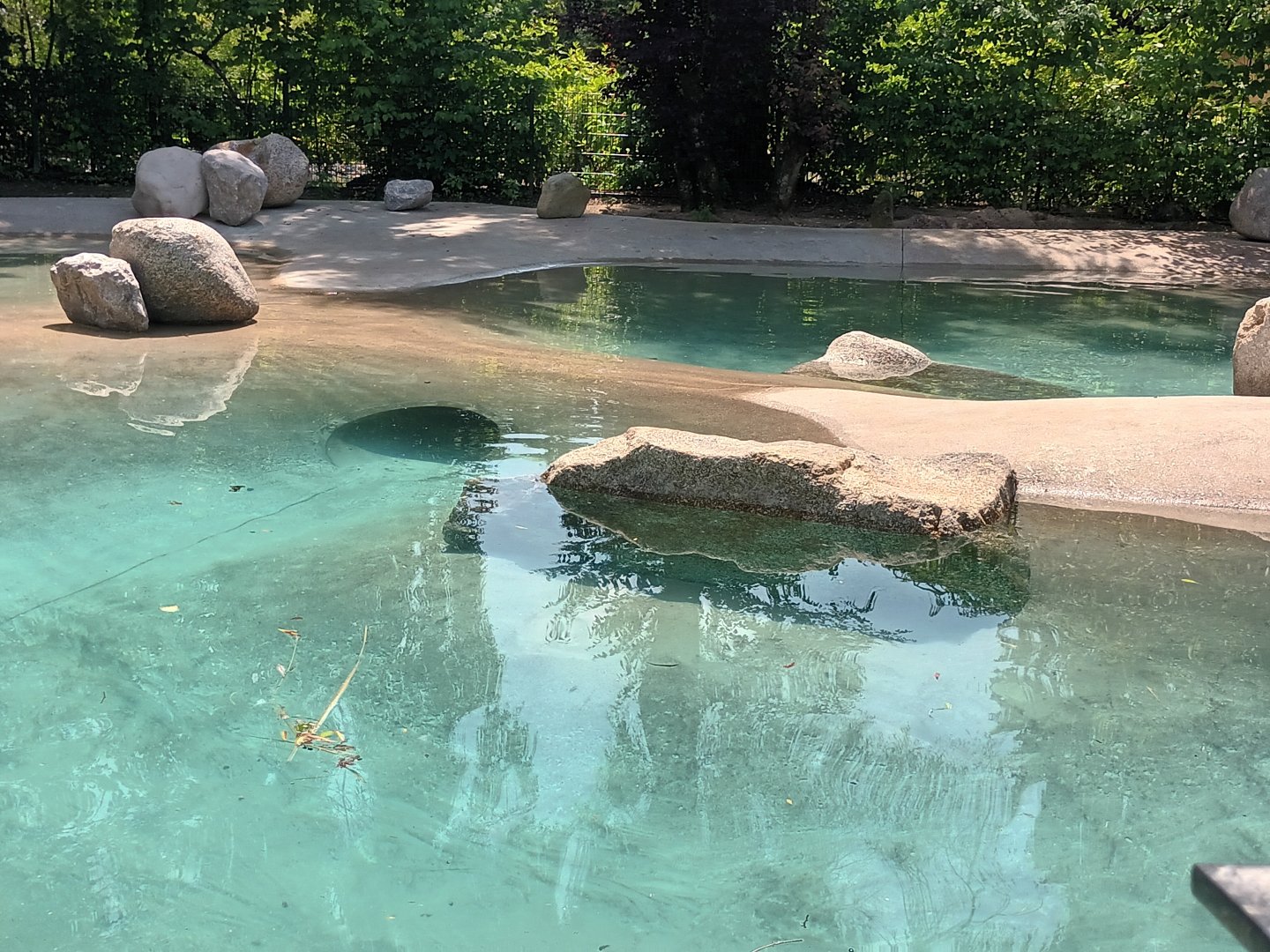 Harbour Seal Enclosure
