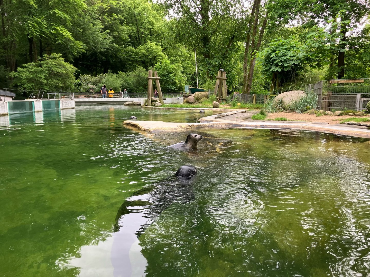 Harbour seal enclosure