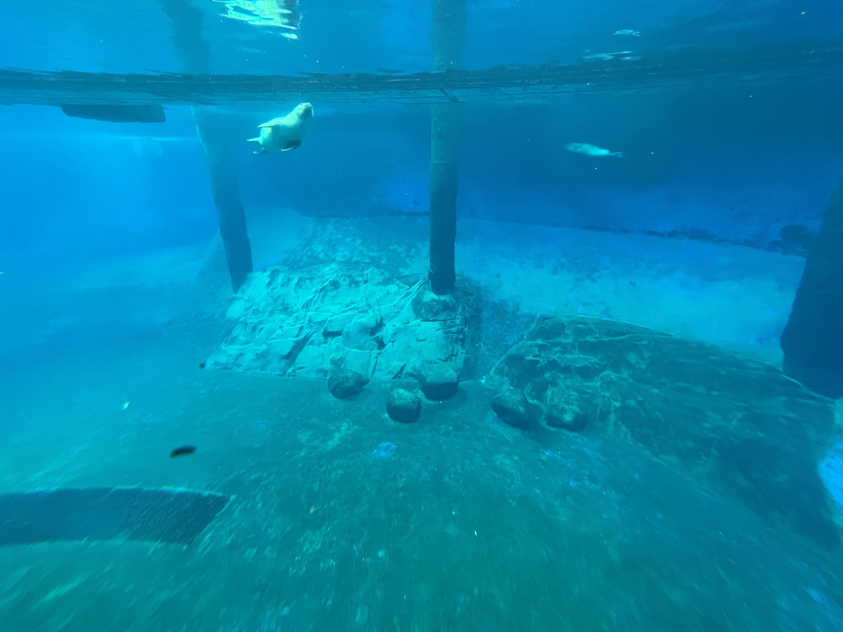 Harbour Seal Exhibit (ex-orca pool)