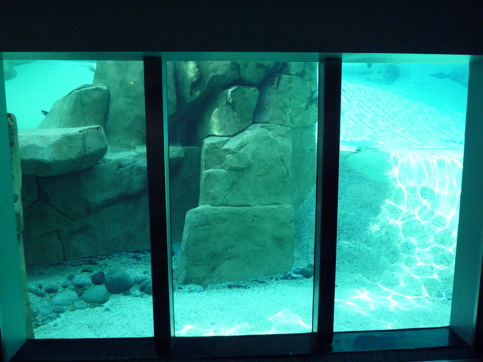 Harbour Seal Exhibit - Underwater Viewing
