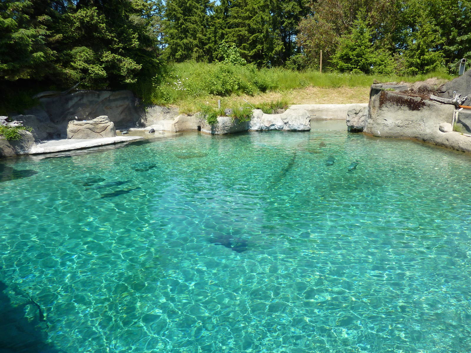 Harbour Seal Exhibit