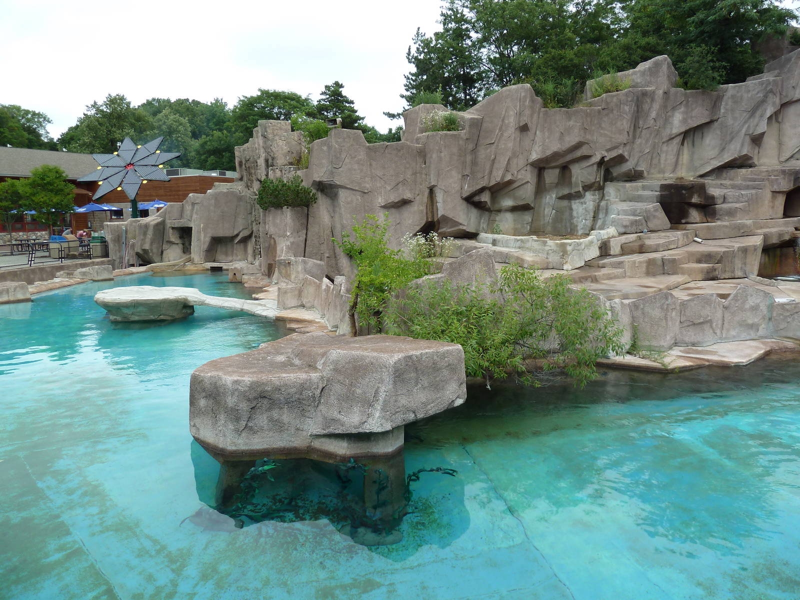 Harbour Seal Exhibit