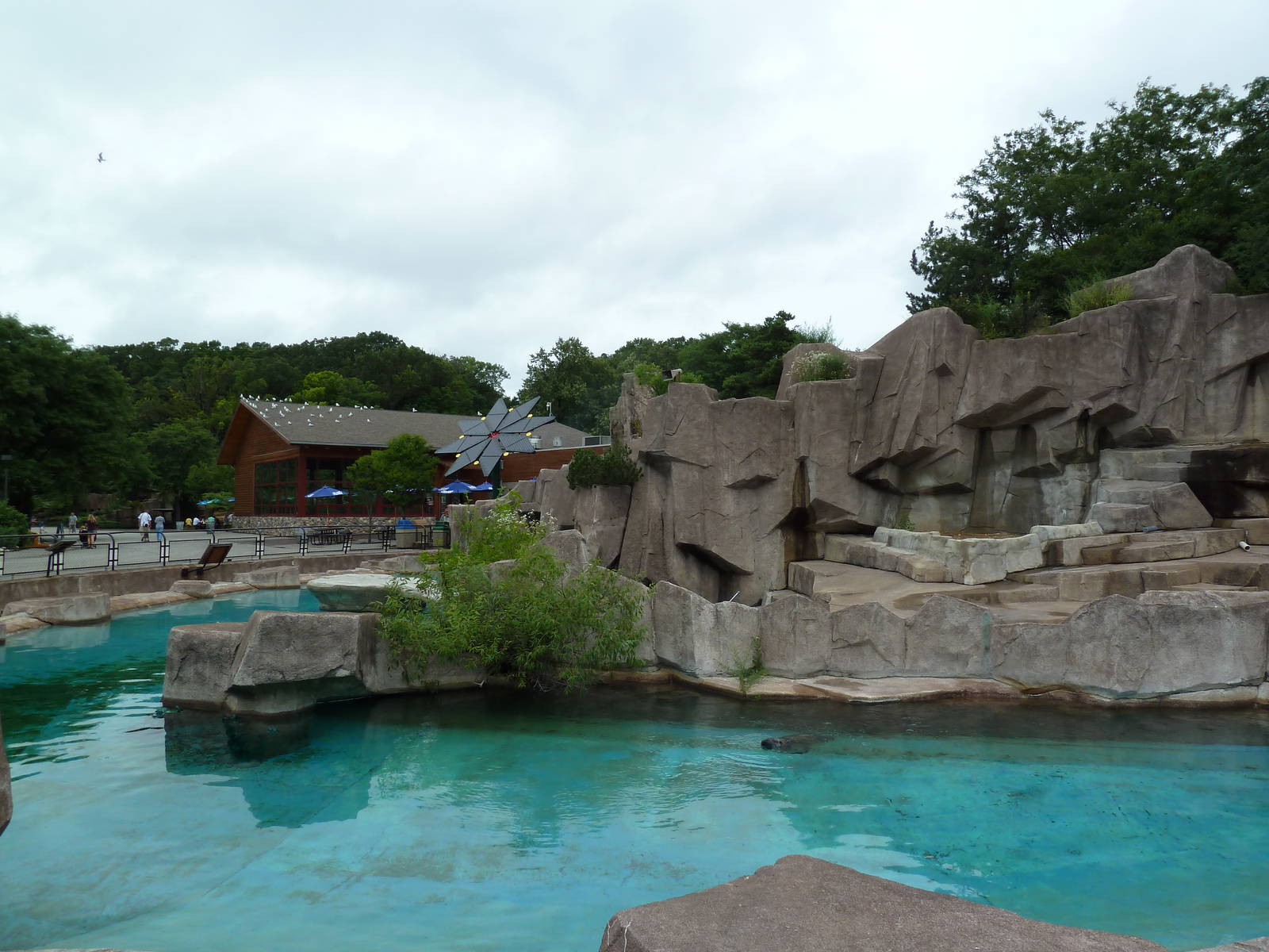 Harbour Seal Exhibit