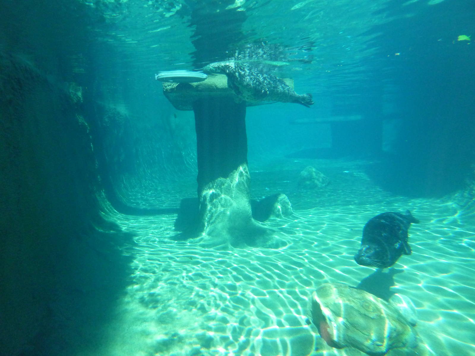 Harbour Seal Exhibit