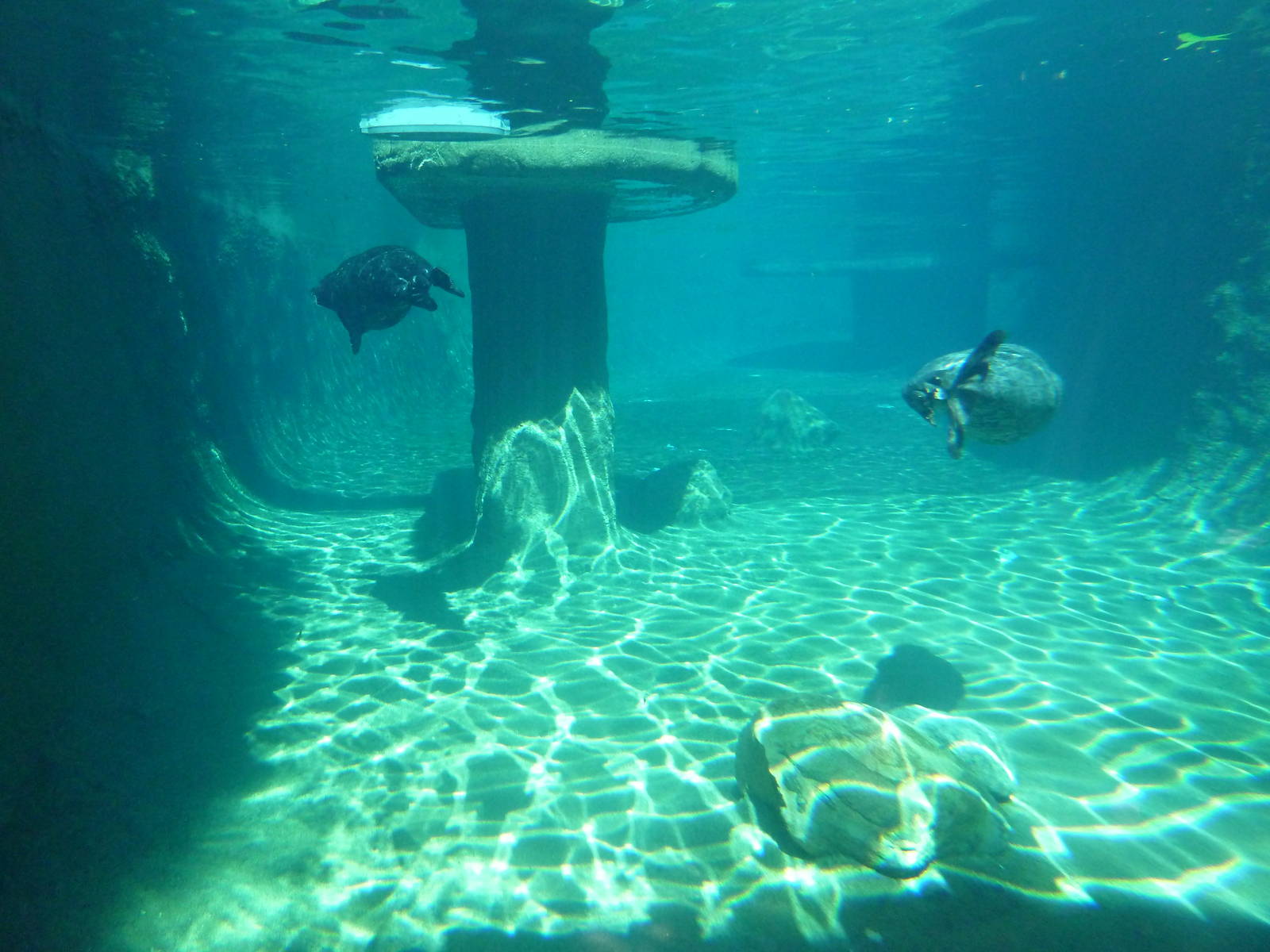 Harbour Seal Exhibit