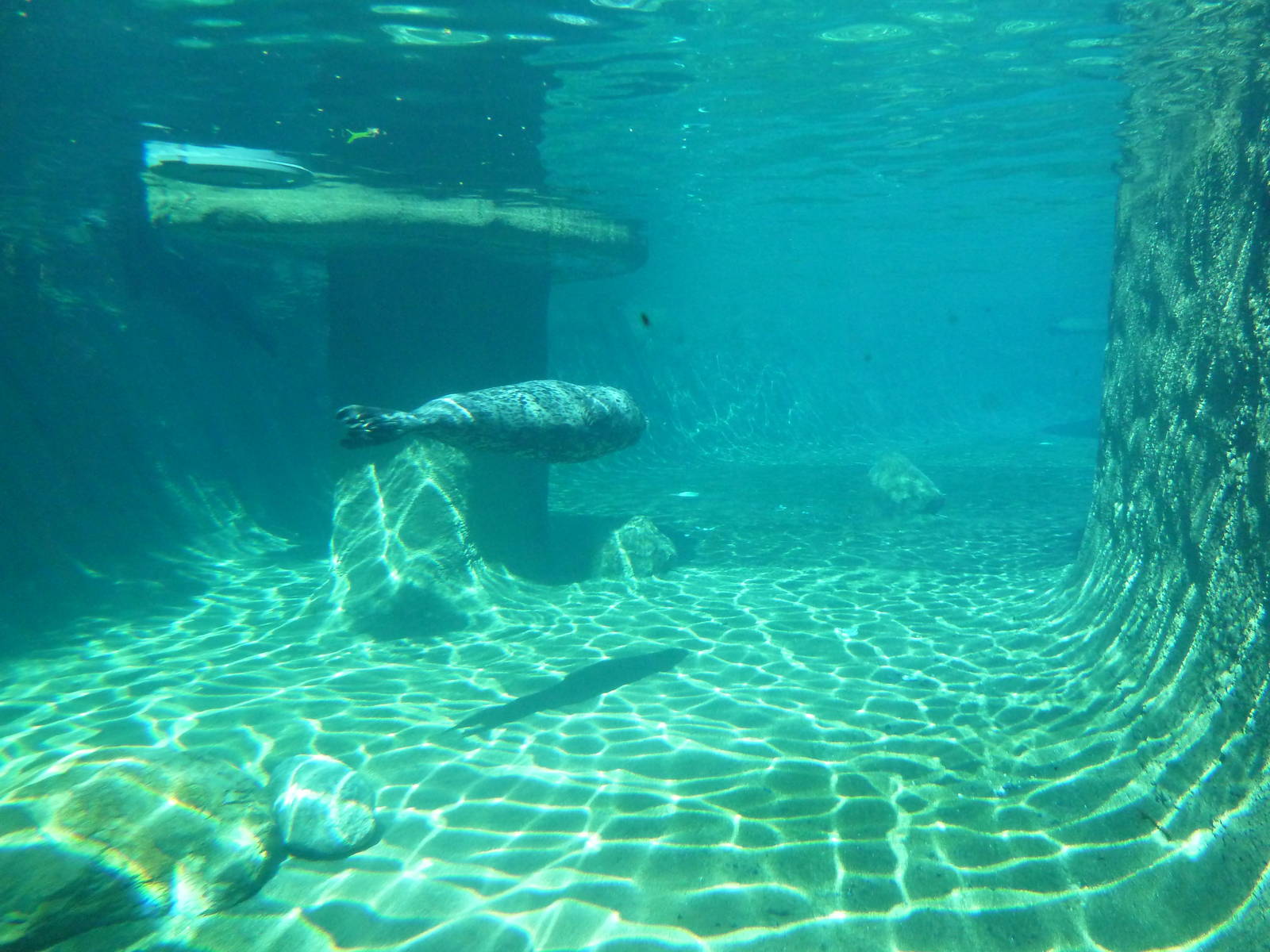 Harbour Seal Exhibit