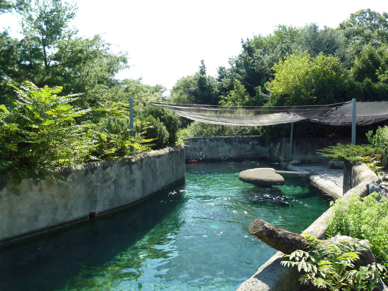 Harbour Seal Exhibit