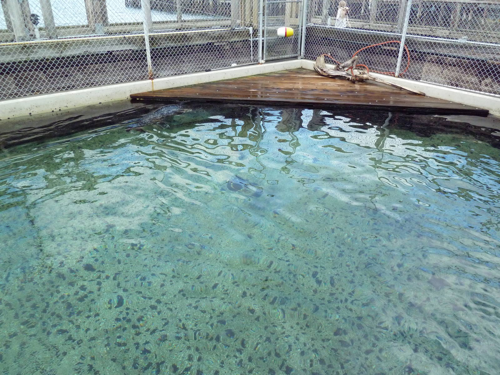 Harbour Seal Exhibit