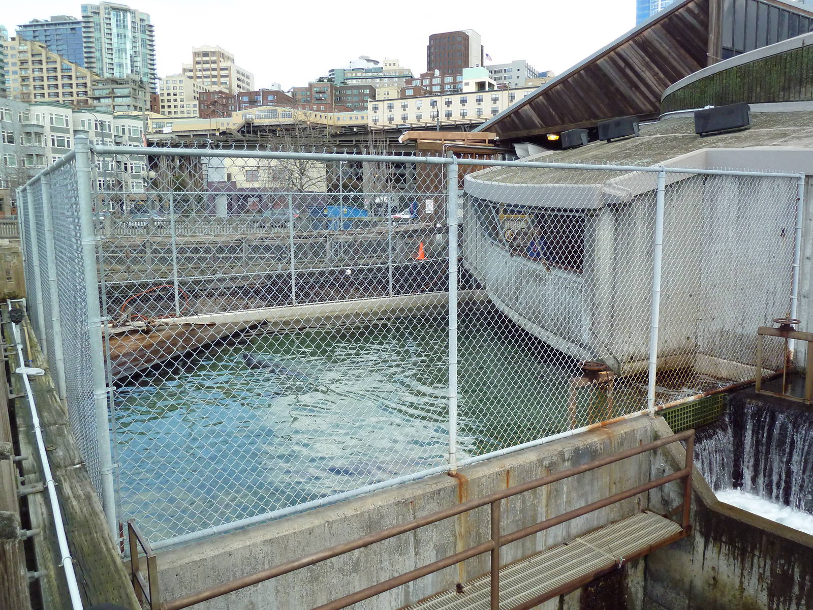 Harbour Seal Exhibit