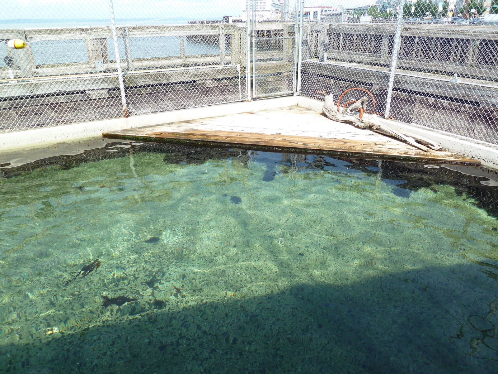 Harbour Seal Exhibit