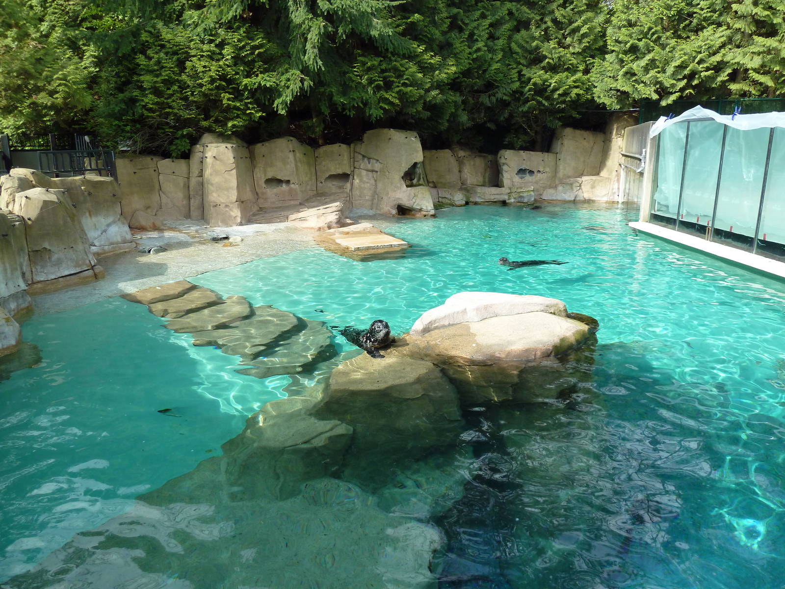 Harbour Seal Exhibit