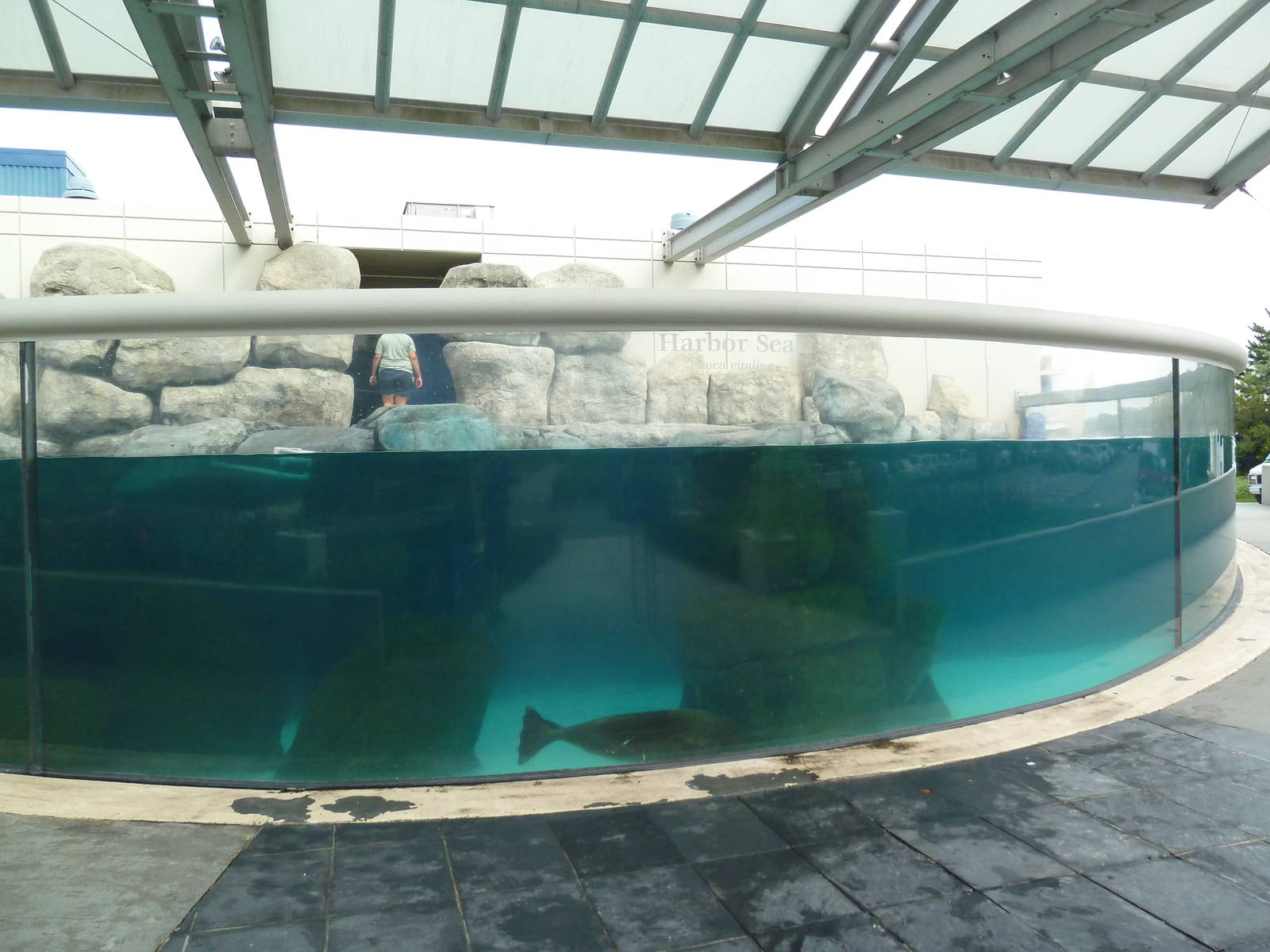 Harbour Seal Exhibit