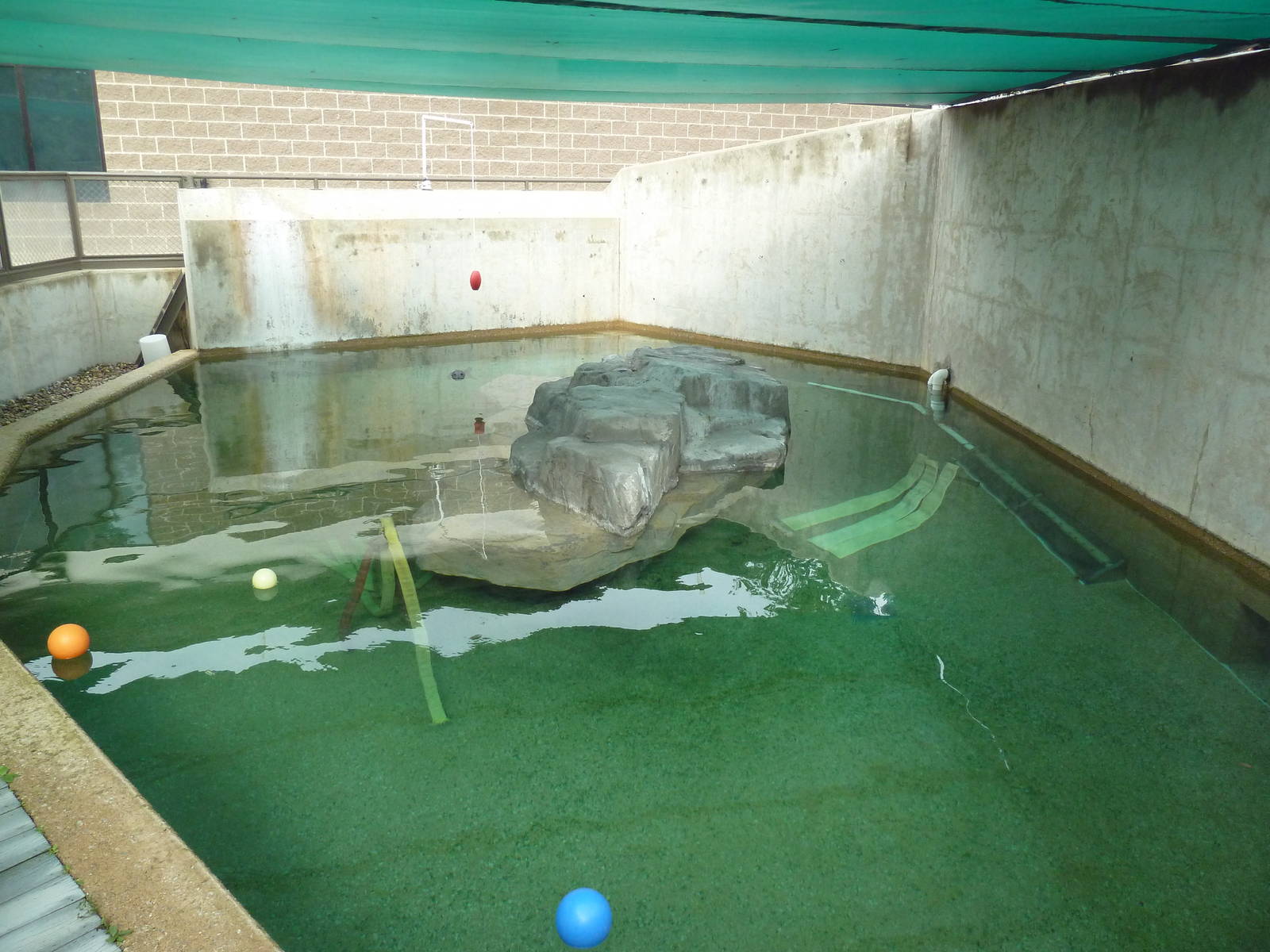 Harbour Seal Exhibit