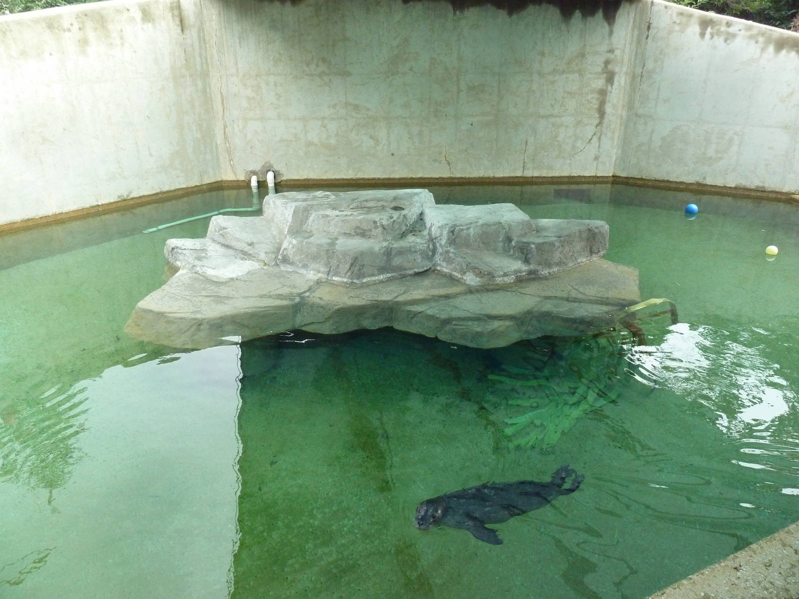 Harbour Seal Exhibit