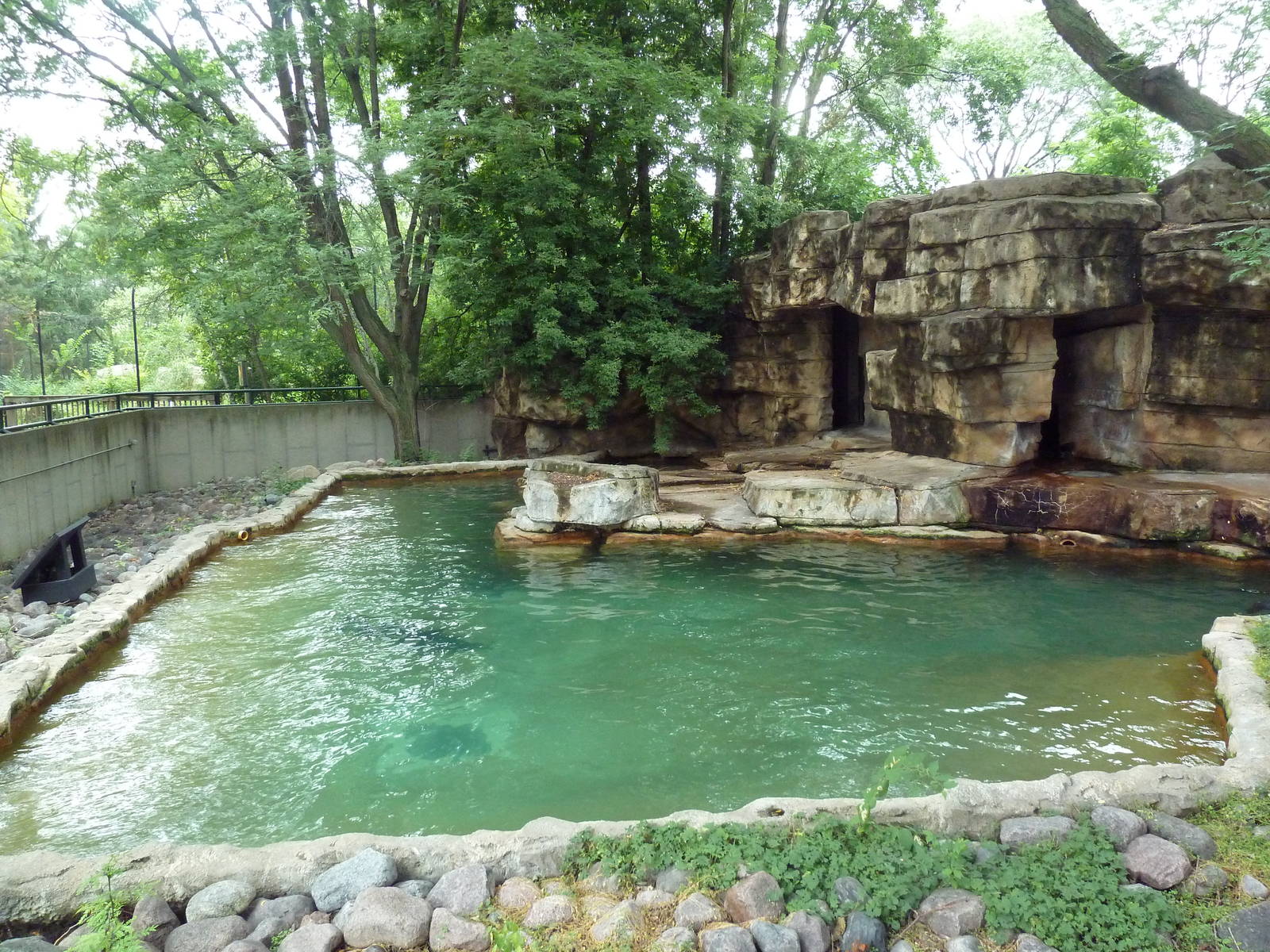 Harbour Seal Exhibit