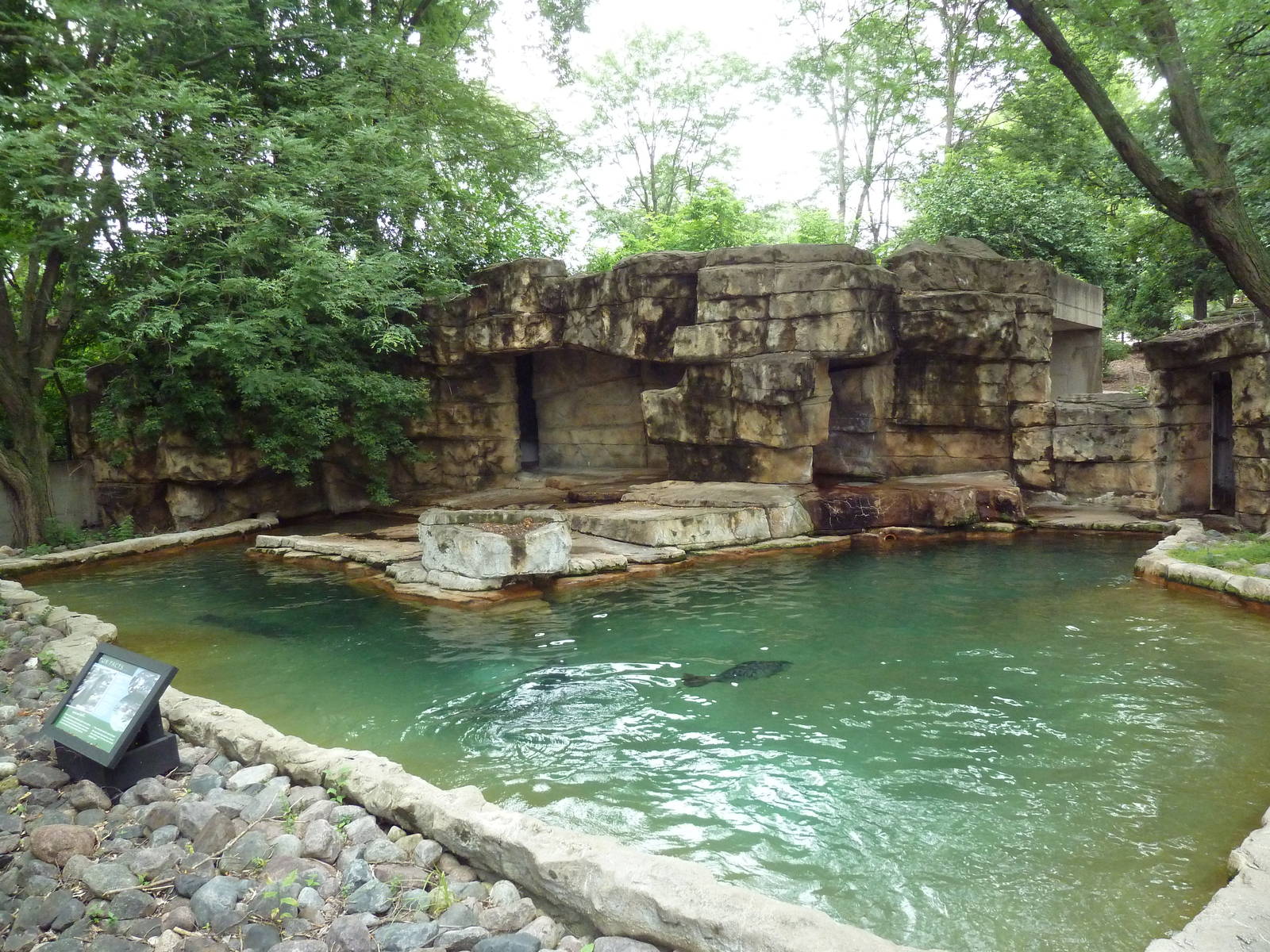Harbour Seal Exhibit