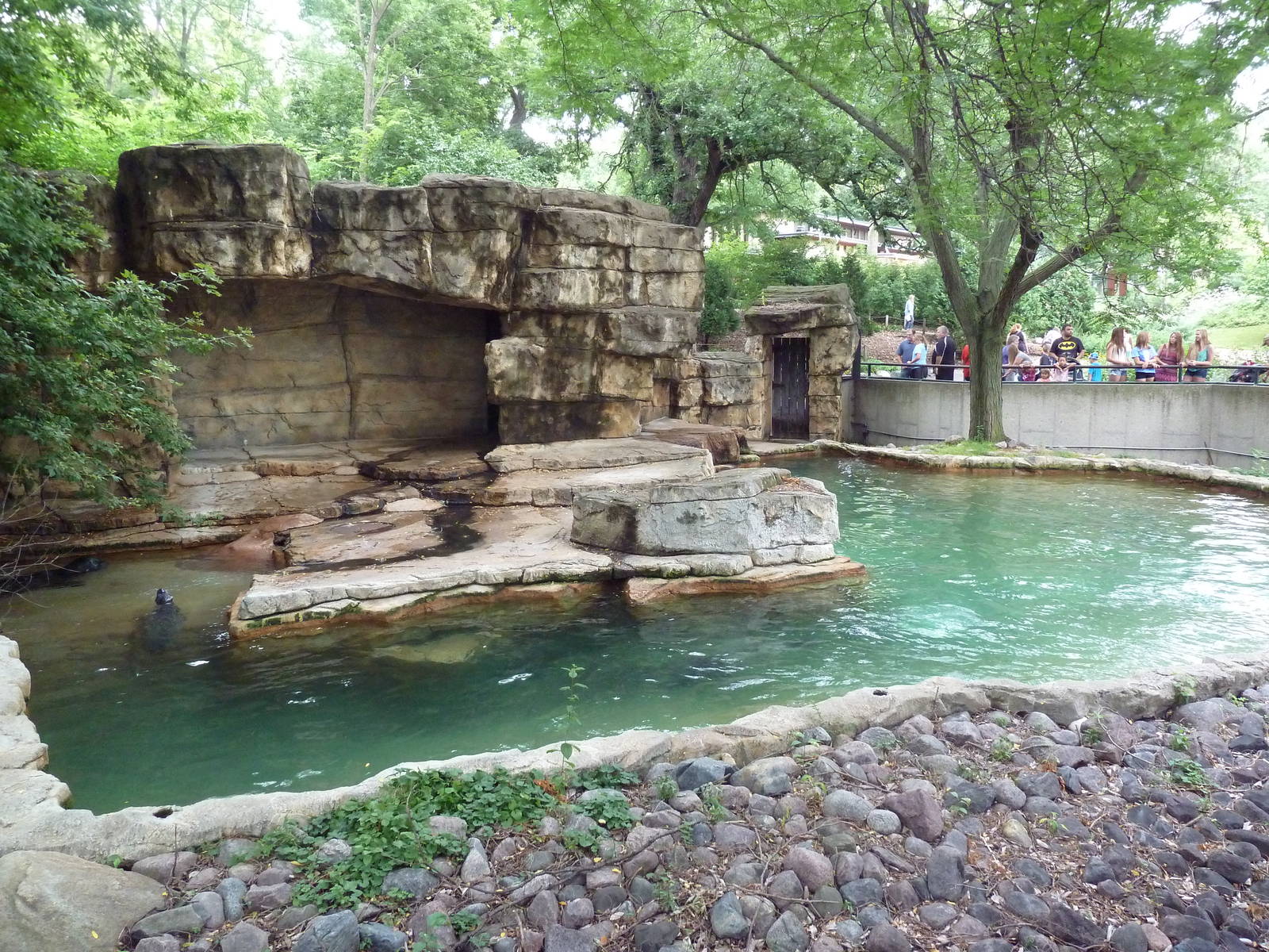 Harbour Seal Exhibit