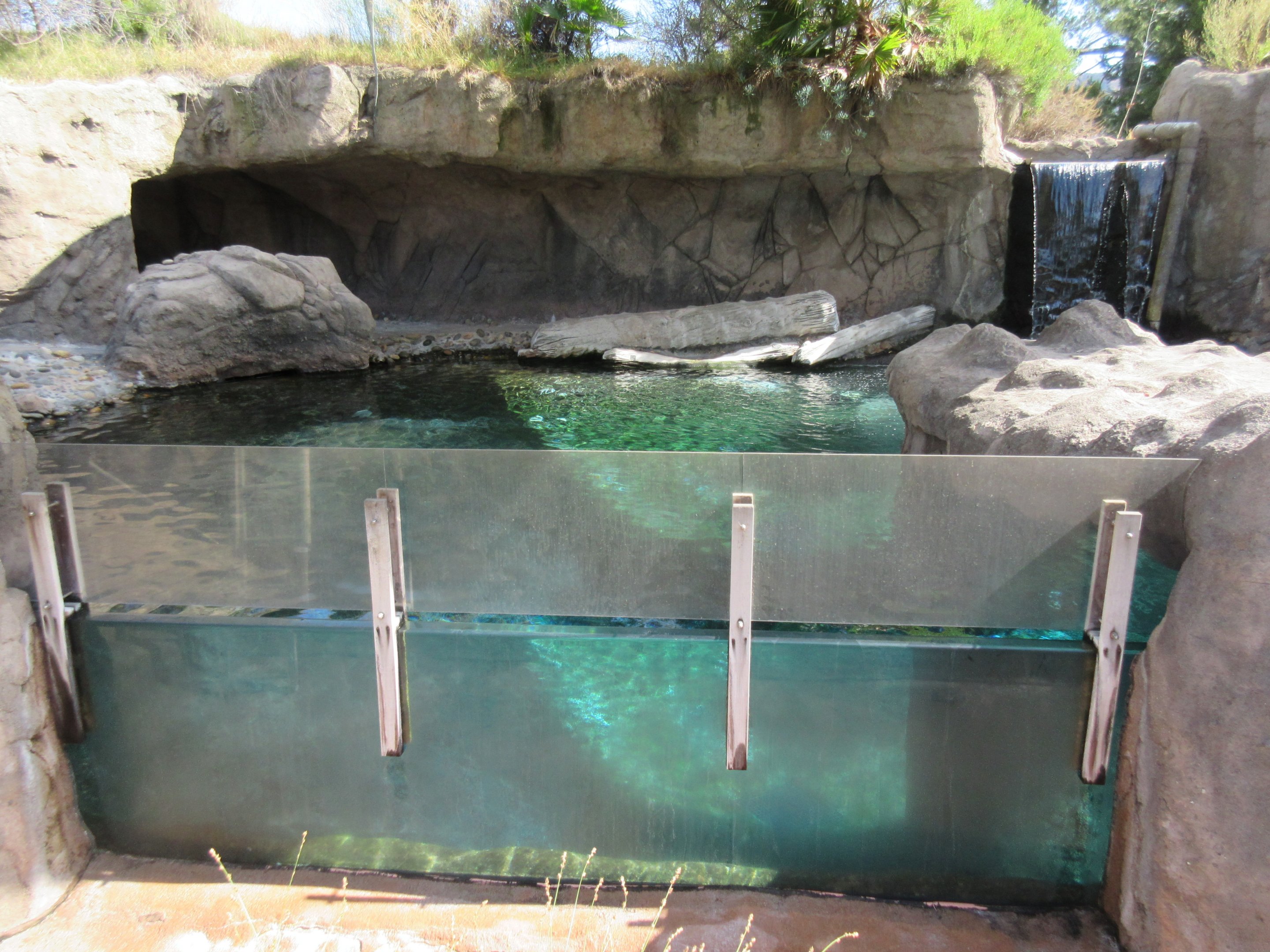Harbour Seal Exhibit