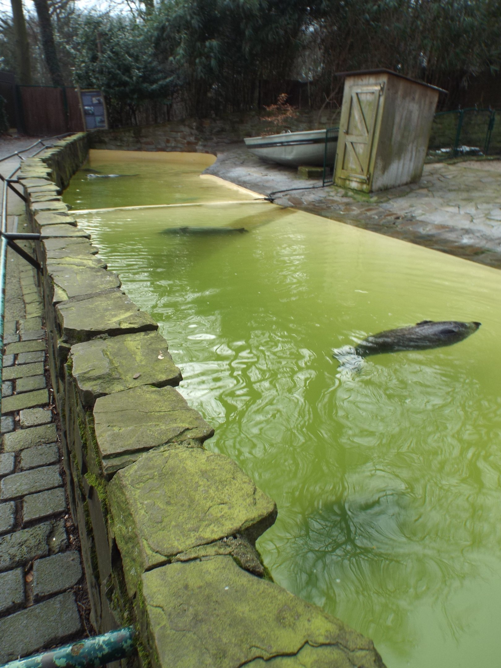 Harbour Seal exhibit
