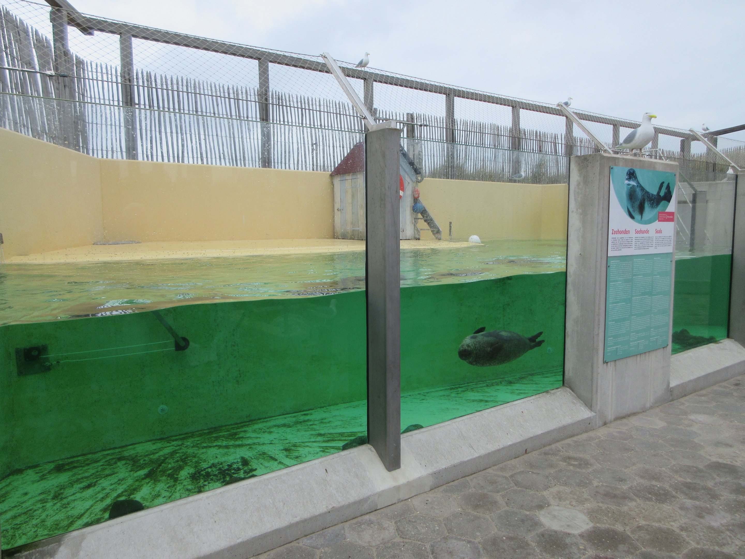 Harbour Seal Exhibit