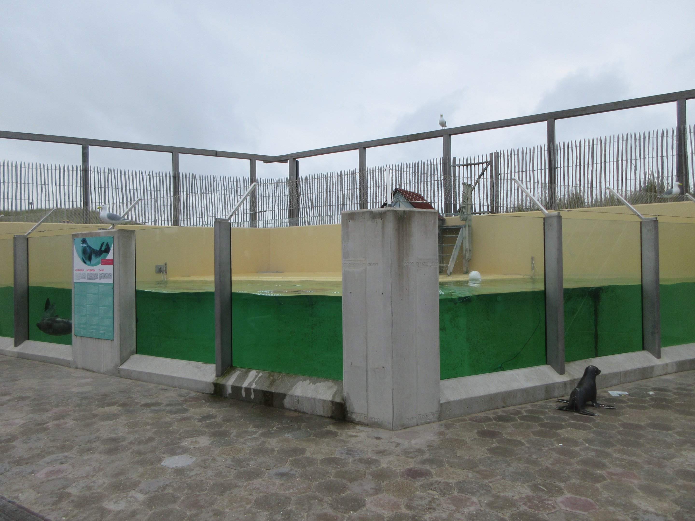 Harbour Seal Exhibit