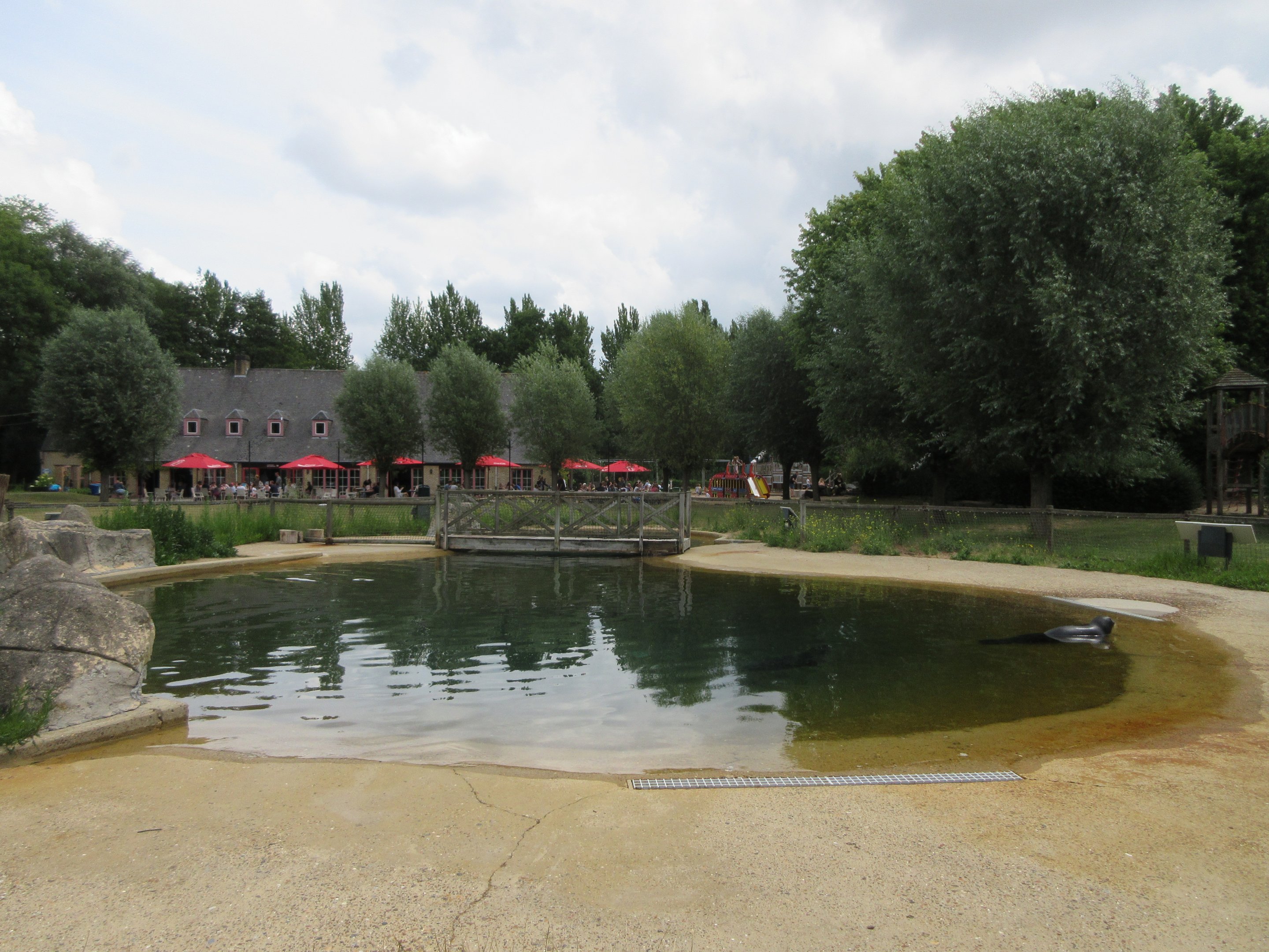 Harbour Seal Exhibit