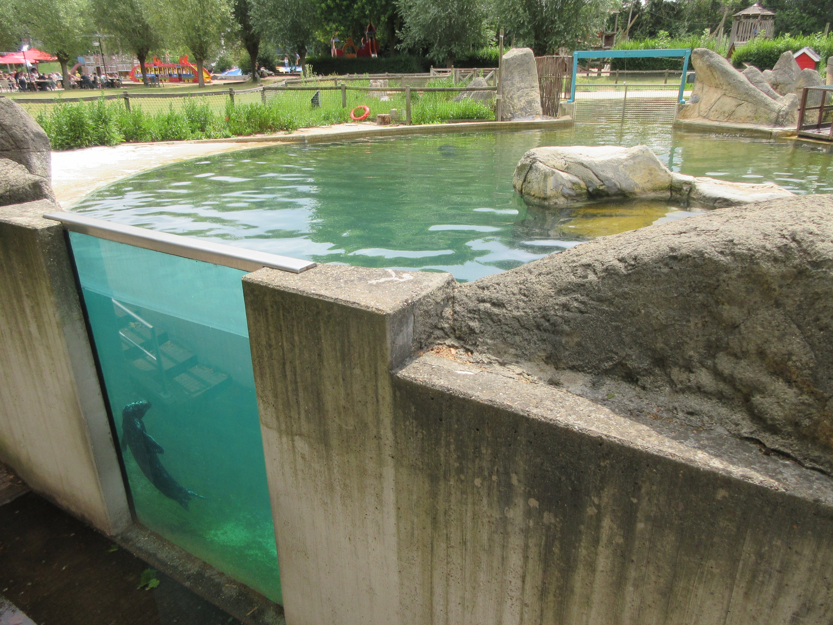 Harbour Seal Exhibit